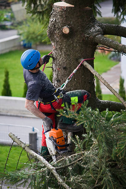 Best Stump Grinding and Removal  in USA